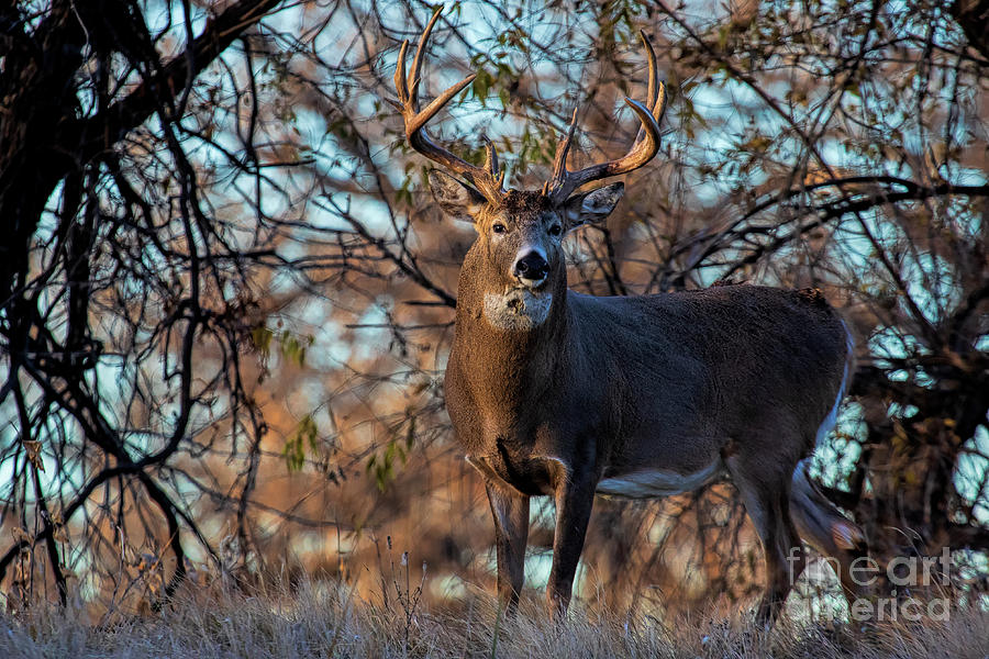 Whitetail Deer Photograph - The Dawn Patrol by Jim Garrison