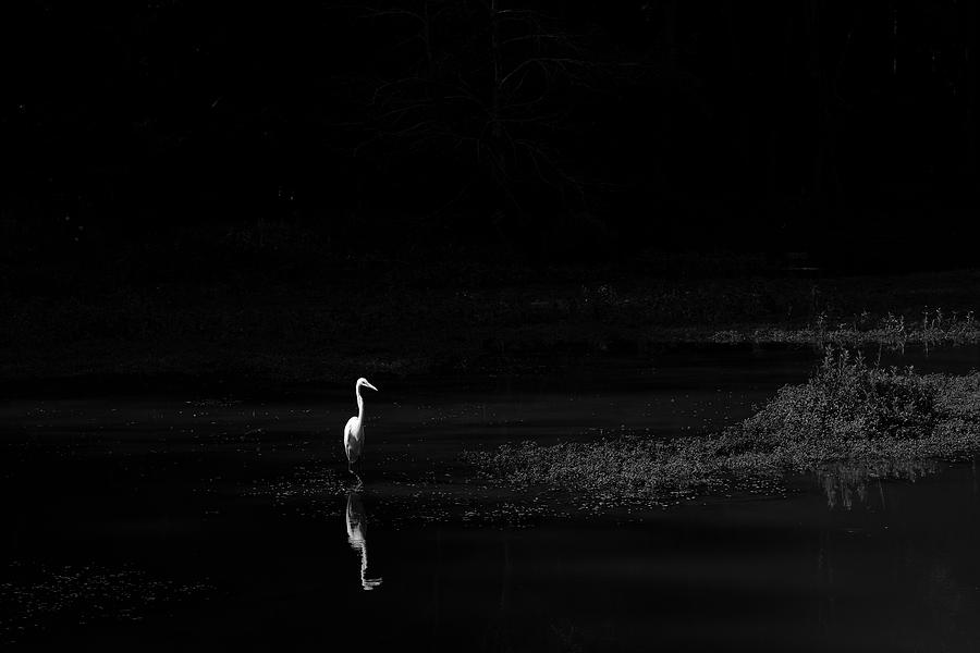 The Day of the Egret by Kolter Gunn The Day of the Egret by Kolter Gunn