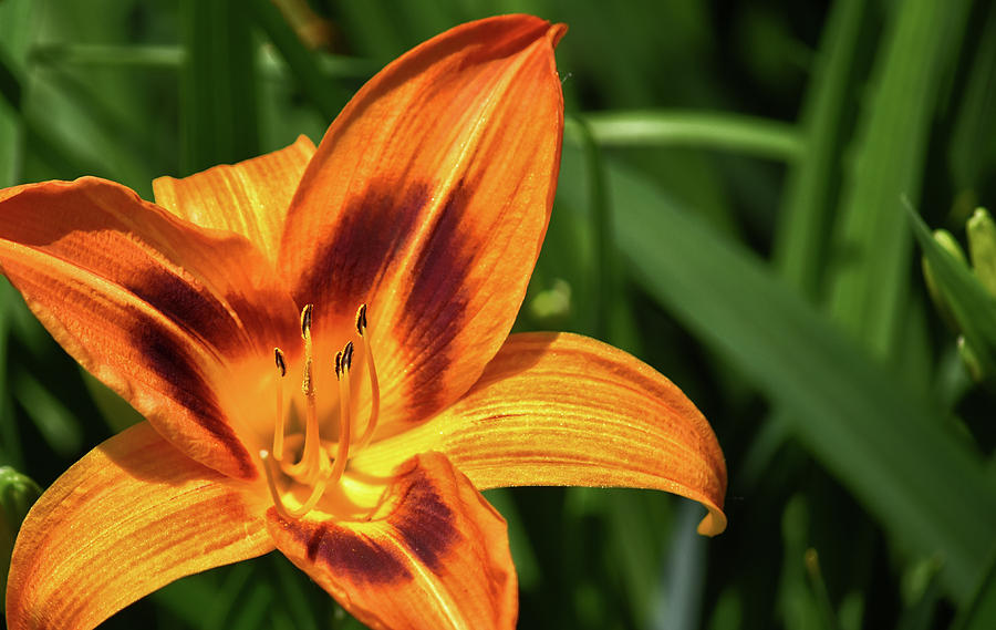 Lily Photograph - The Day of the Lily by Maria Keady
