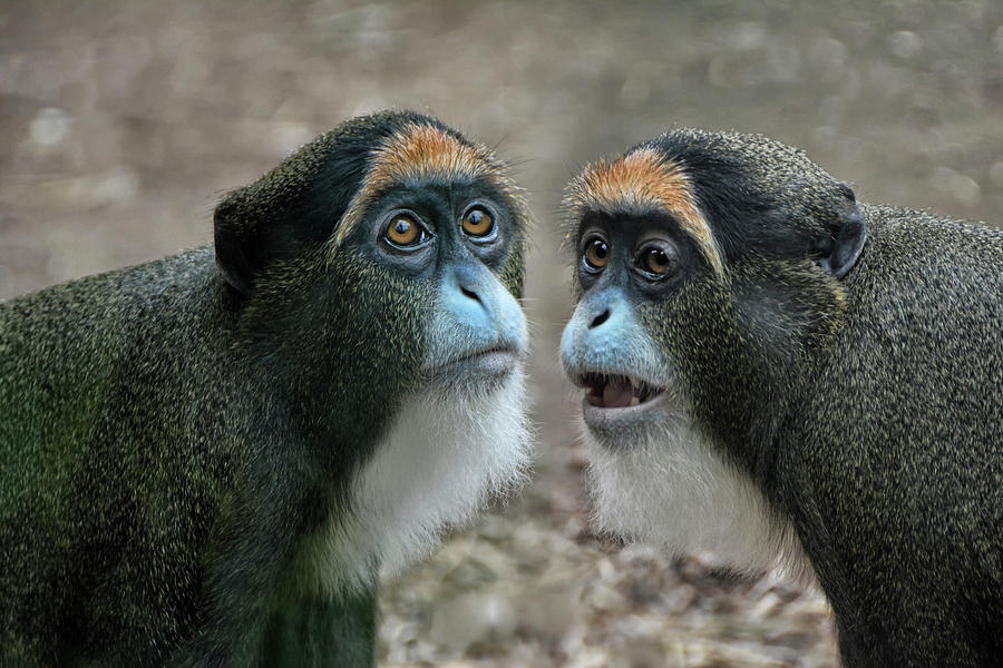 the De Brazzas monkeys Photograph by Joachim G Pinkawa