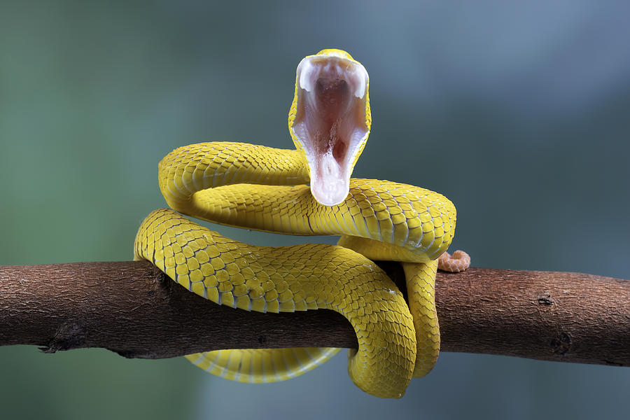 Snake Photograph - The Deadly Yellow by Kurit Afsheen