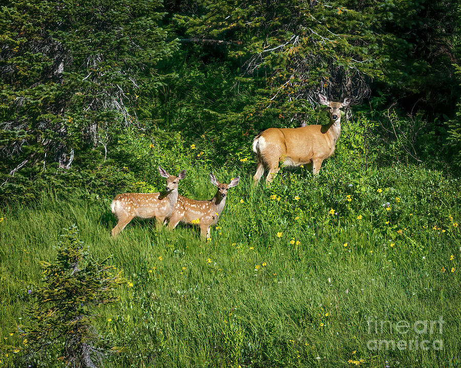 The Deer Family by Jon Burch Photography The Deer Family by Jon Burch Photography