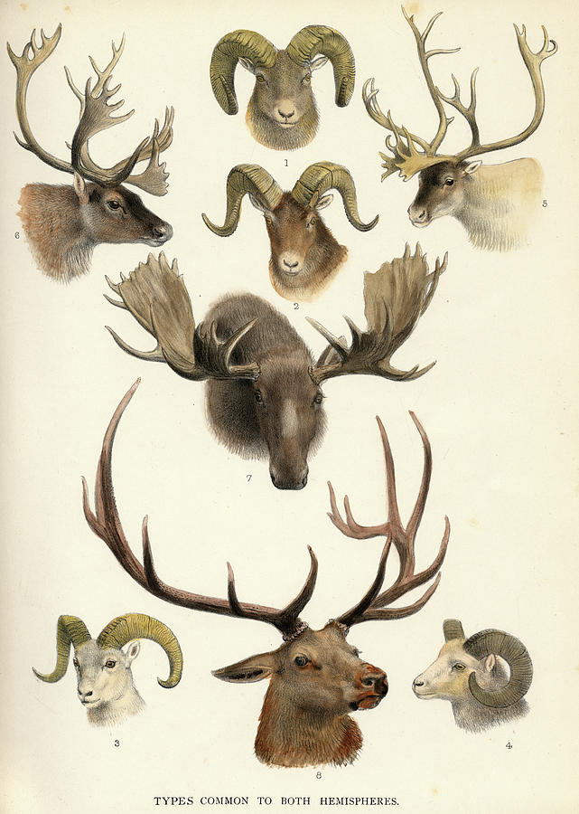 Lands Painting - The Deer Of All Lands by Rowland Lydekker Lands Painting - The Deer Of All Lands by Rowland Lydekker