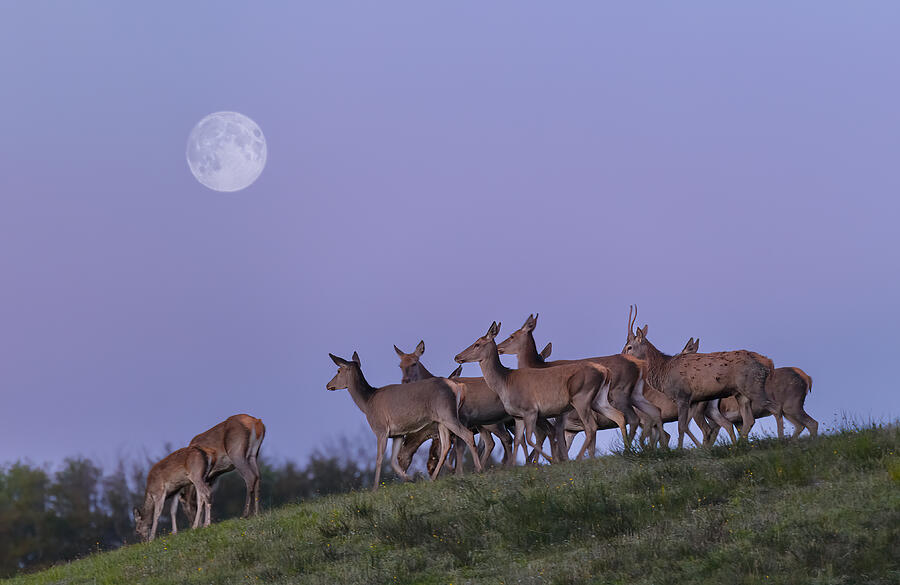 Animal Photograph - The Deers And The Moon by Marco Barisone