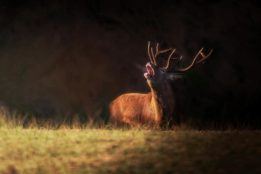 The Deers Zeal Photograph by Sergio Saavedra Ruiz