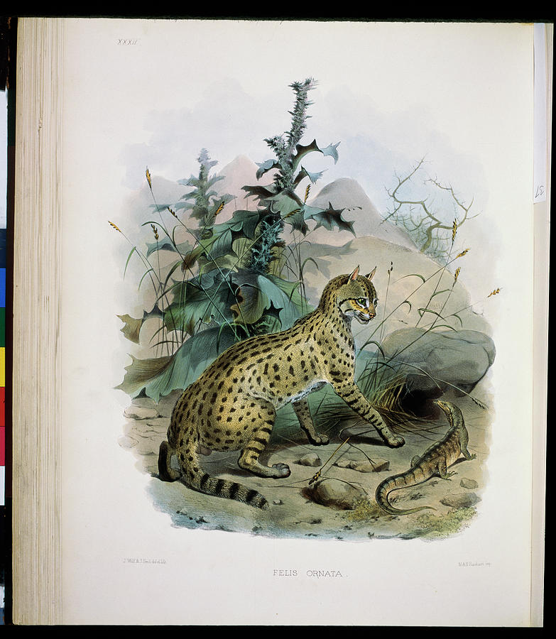 The Desert Cat (felis Ornata) 1883 Painting by Academy Of Natural Sciences