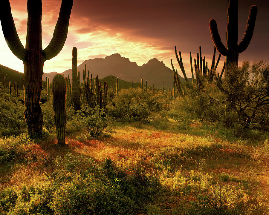 Sunset Photograph - The Desert Glows With Streaming Light by Smo