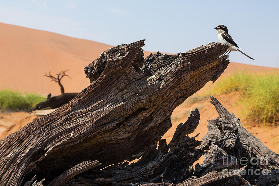 Fauna Photograph - The Desert Landscape by Stanislavbeloglazov Fauna Photograph - The Desert Landscape by Stanislavbeloglazov