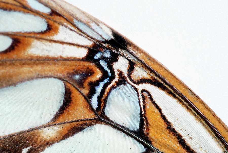 The Detail Of A Butterfly Wing Is Photograph by Keri Oberly