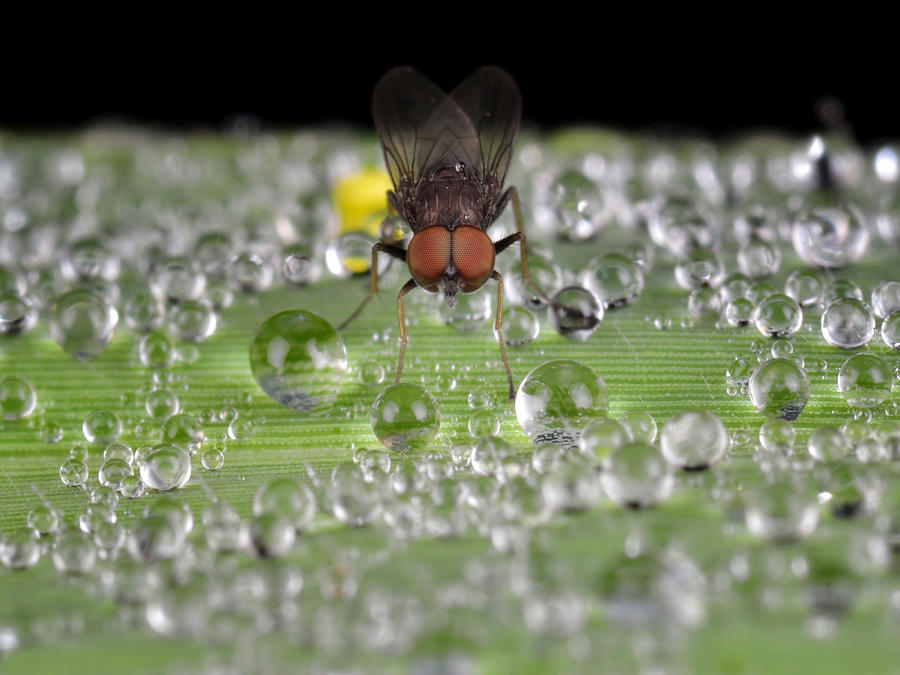 Insects Photograph - The Dew Keepers by Donald Jusa