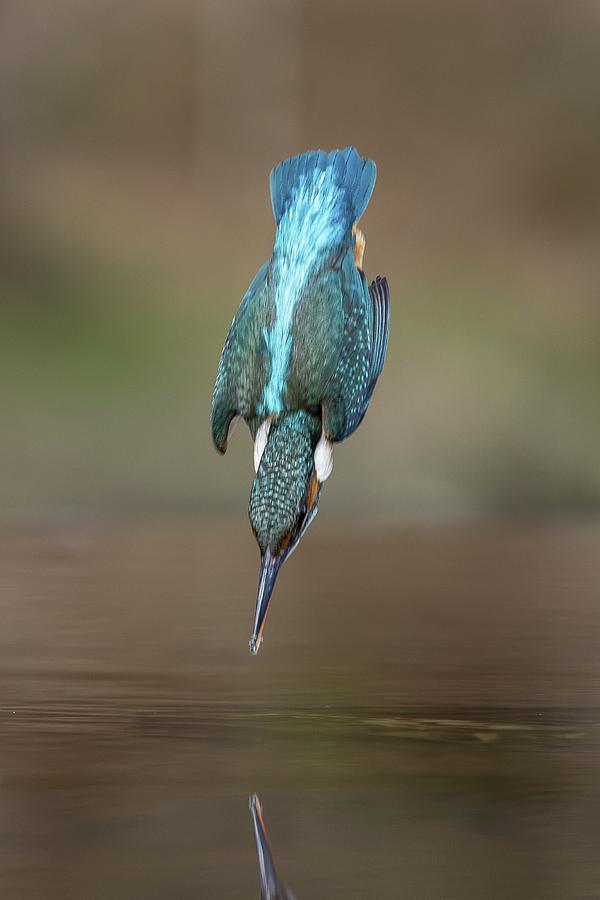 The Dive Photograph by Ray Cooper The Dive Photograph by Ray Cooper