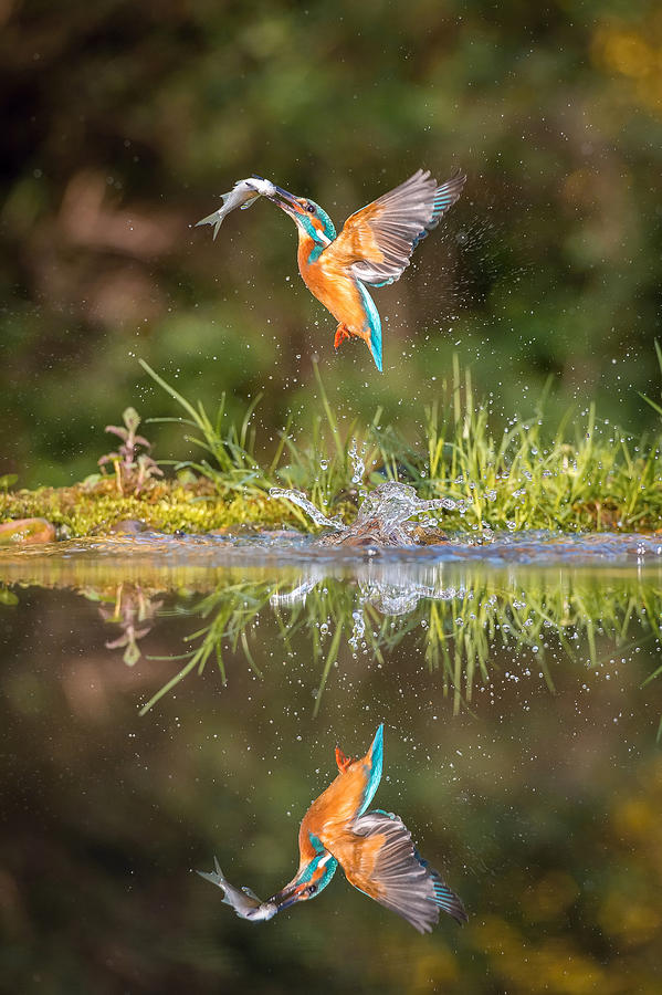 Kingfisher Photograph - The Diving Common Kingfisher, Alcedo Atthis by Petr Simon
