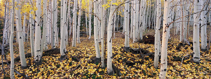 The Dixie National Forest With Aspen Photograph by Mint Images - David Schultz