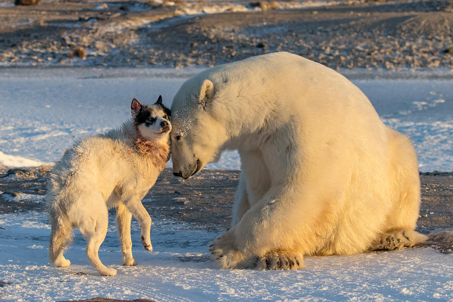 The Dog & The Bear Photograph by Alessandro Catta