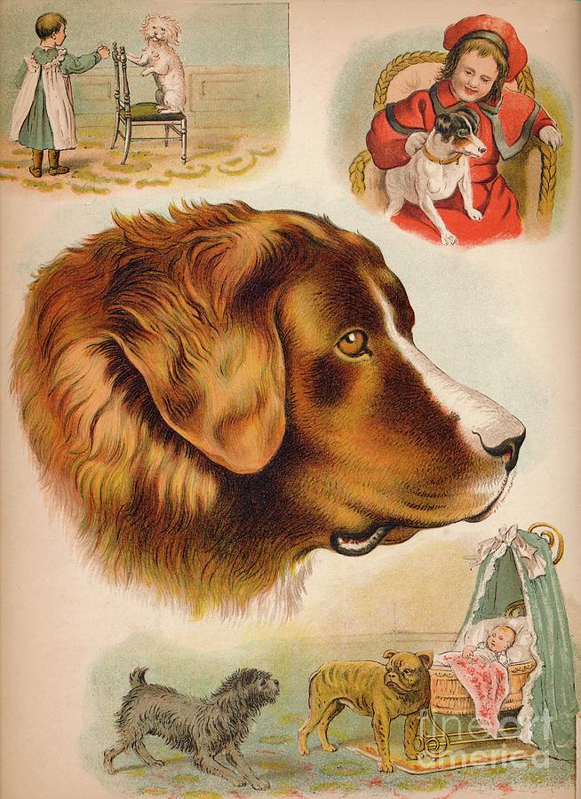 The Dog Circa 1900 Drawing by Print Collector