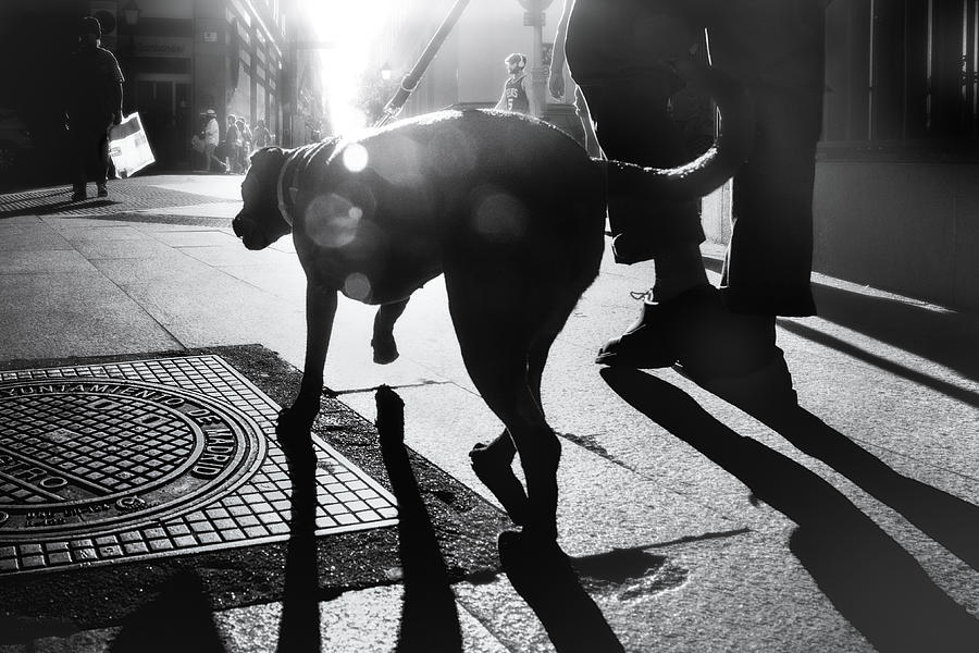 The Dog Saw That Light Photograph by Asako Naruto