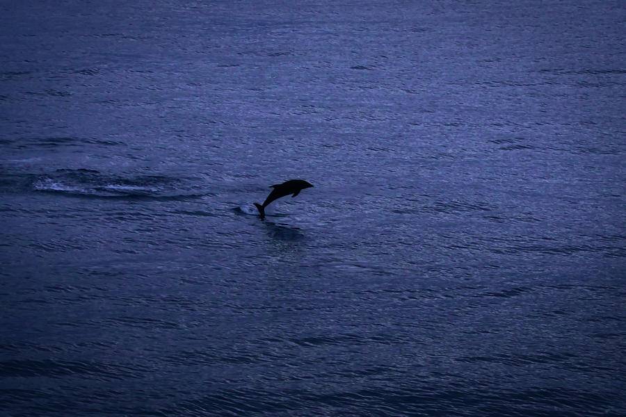 The Dolphin Photograph