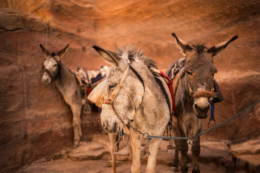 The Donkeys Of Petra Photograph by Elizabeth Cowle