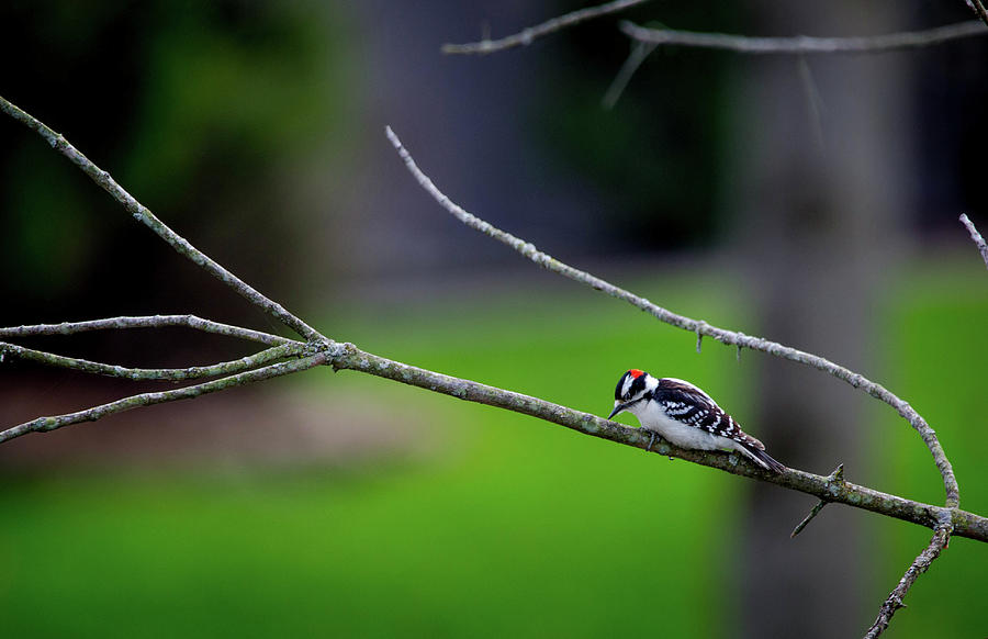 The Downey Woodpecker Photograph by Pheasant Run Gallery