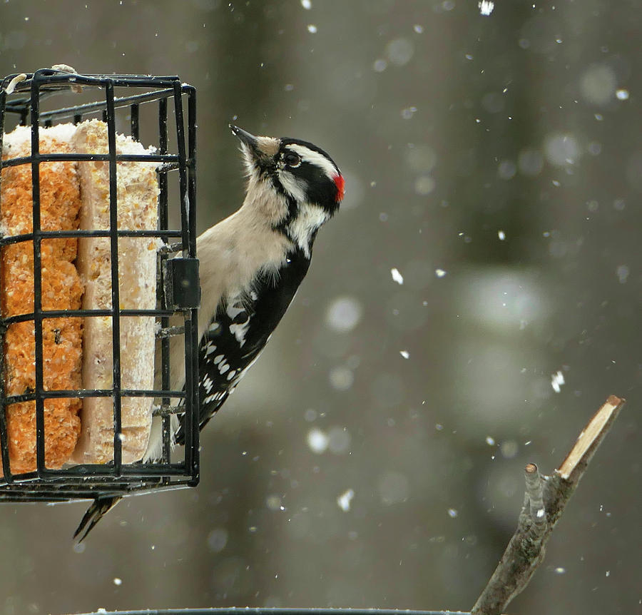 The Downy Woodpecker Photograph by Sandra Js