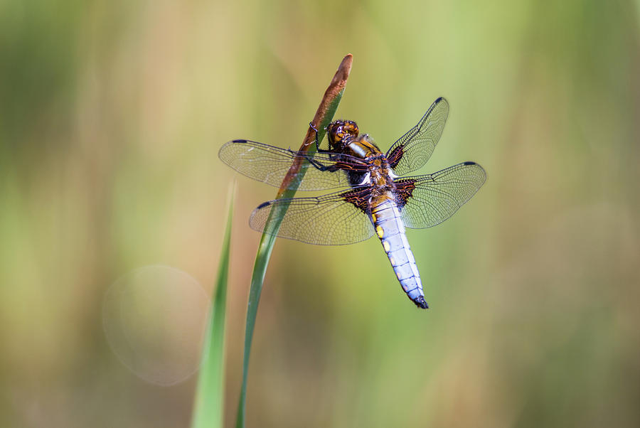 Insects Photograph - The Dragonfly by Stephen Jenkins