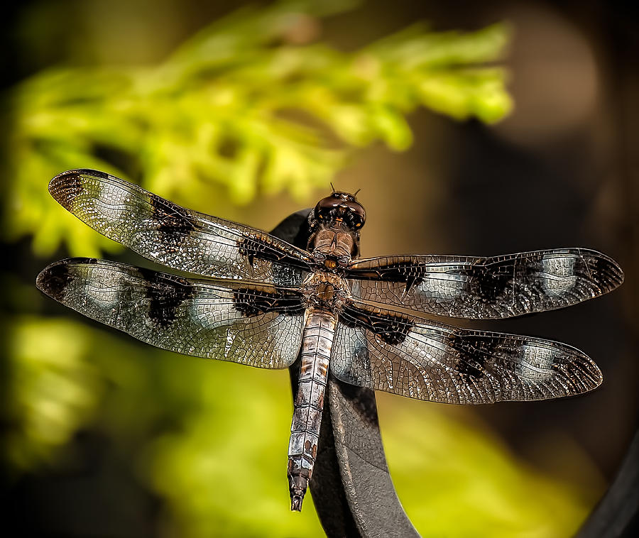 The Dragonfly Photograph by Teri Reames