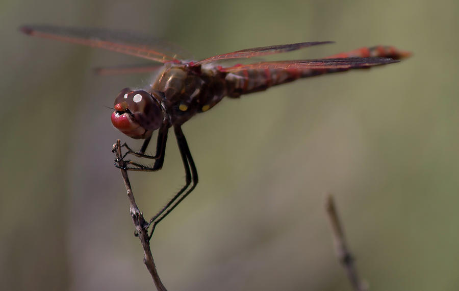 The Dragonflys Eyes Photograph by Jonathan Thompson