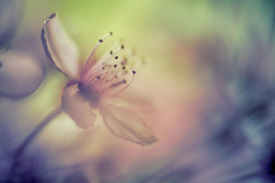 Spring Photograph - The Dream Of A Bee by Benjamine Hullot Scalvenzi
