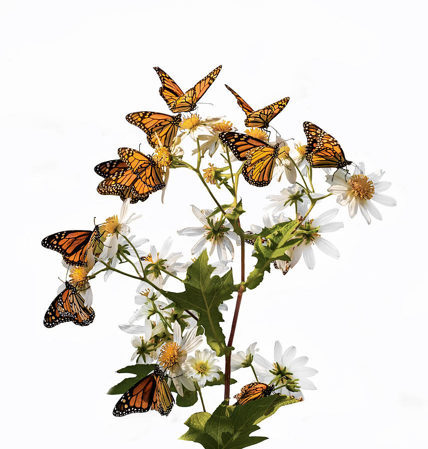 Flower Photograph - The Dream Of Butterflies by Jenny Qiu