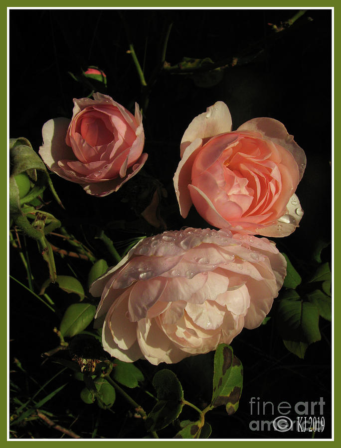 Flowers Photograph - The Dreamers by Klaus Jaritz Flowers Photograph - The Dreamers by Klaus Jaritz