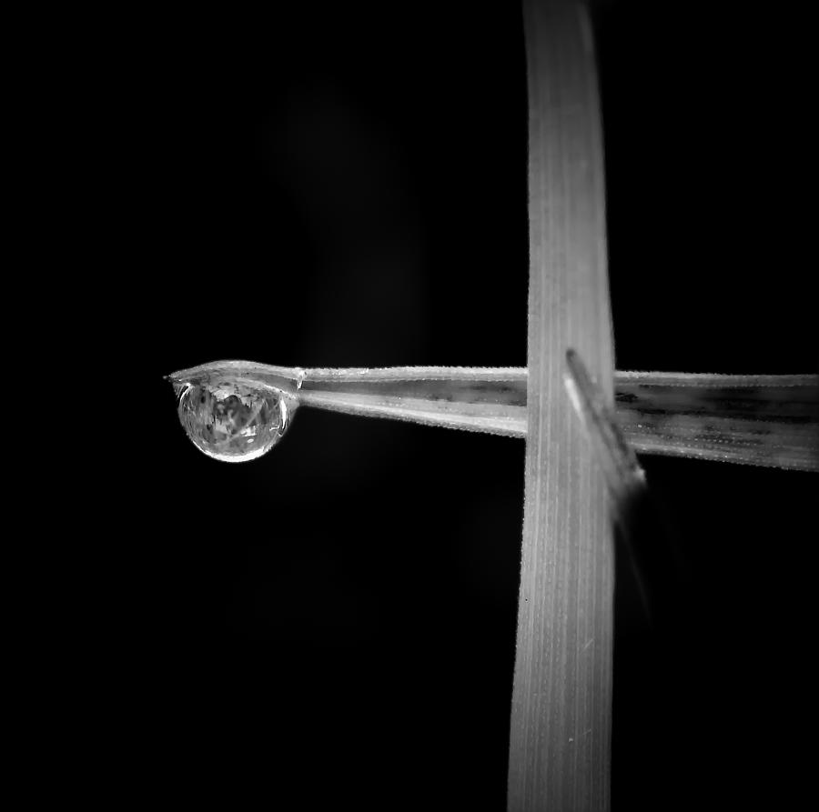 The Drop Photograph by Zina Heg