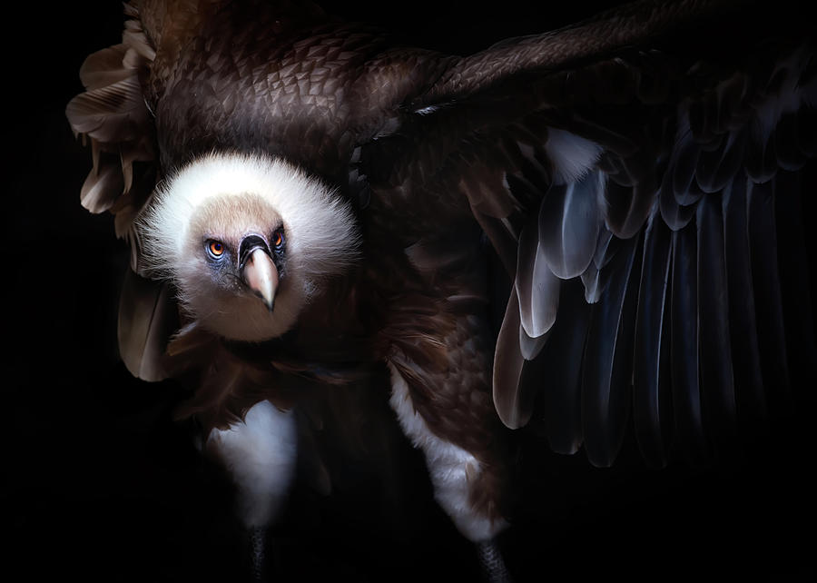 Vulture Photograph - The Duel by Santiago Pascual Buye