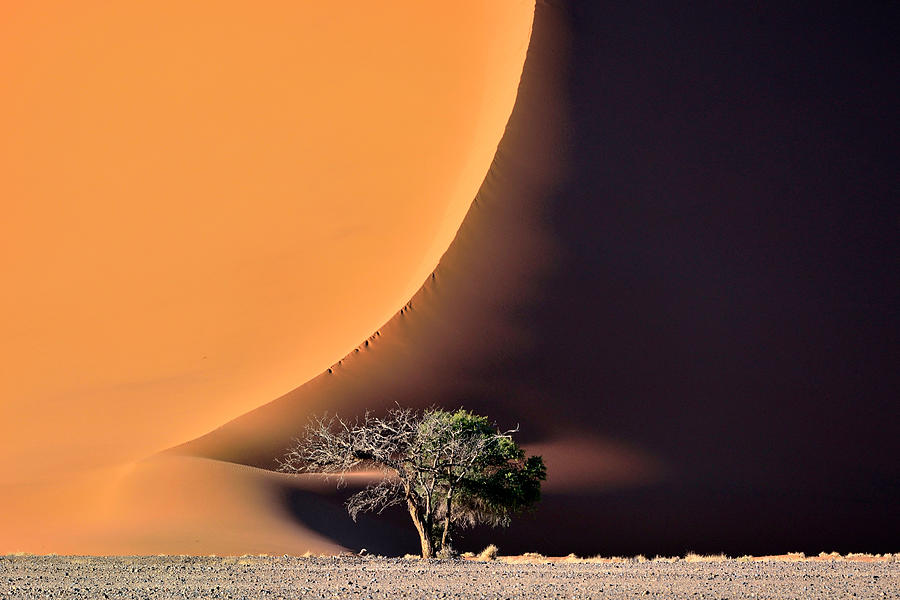 The Dune And The Tree Photograph by Giuseppe D\\amico