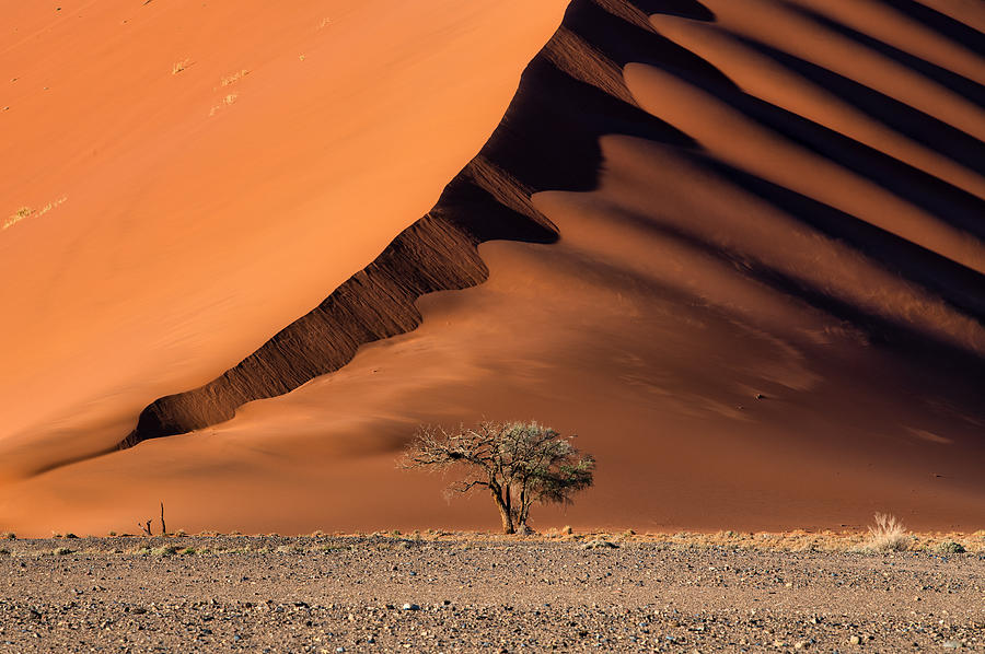 The Dune And The Tree Photograph by Luigi Ruoppolo