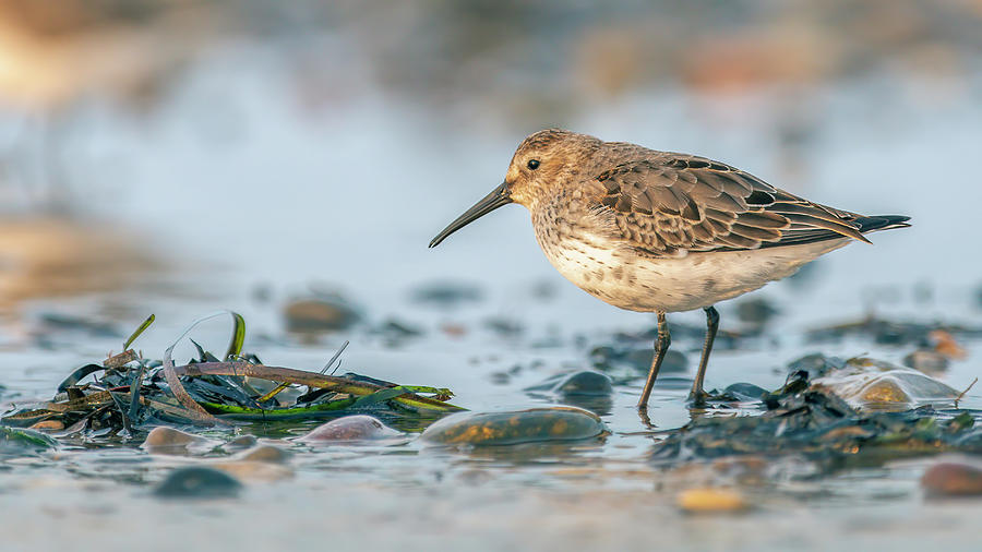 The Dunlin Photograph by Karsten Garcia Pedersen