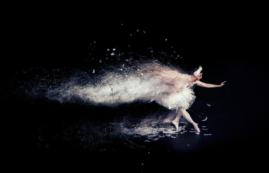 Swan Photograph - The Dying Swan by Zoltan Tot