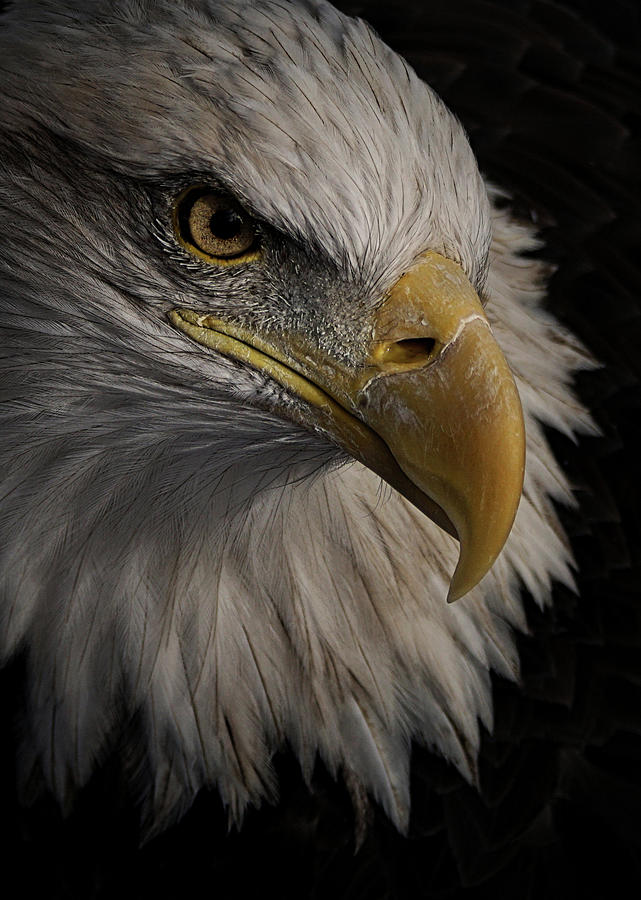 The Eagle 1 Photograph by Ernest Echols