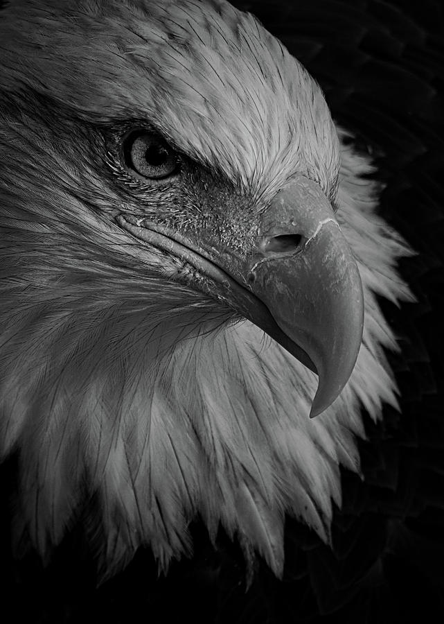 The Eagle 2 Photograph by Ernest Echols