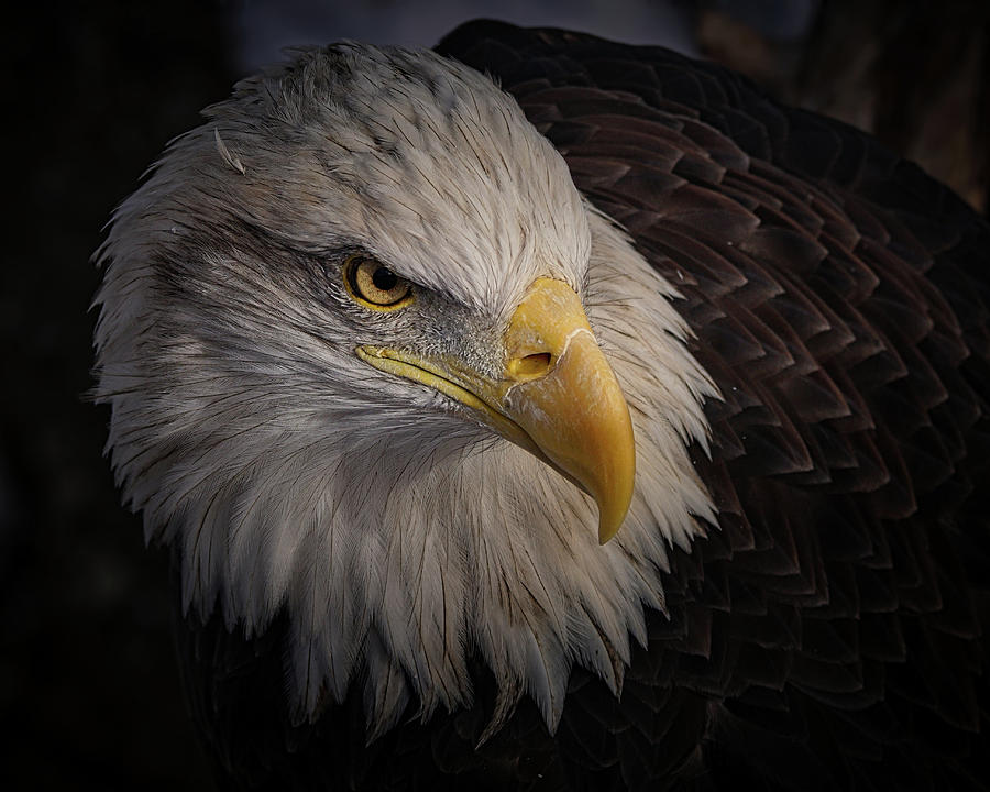 The Eagle Photograph by Ernest Echols