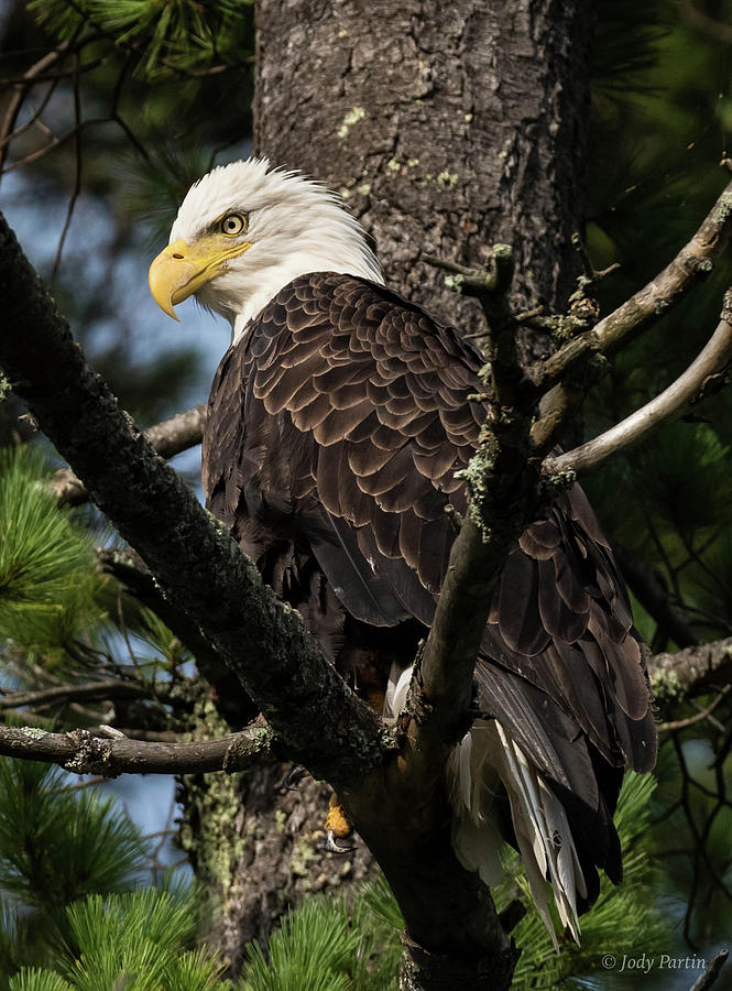 The Eagle of Sweeney Lake Photograph by Jody Partin