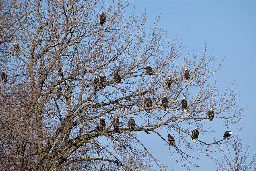 The Eagle Tree Photograph by Steve Stuller