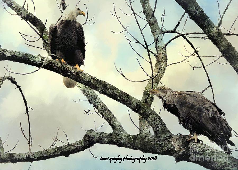 The Eagles Have Landed  Photograph by Tami Quigley