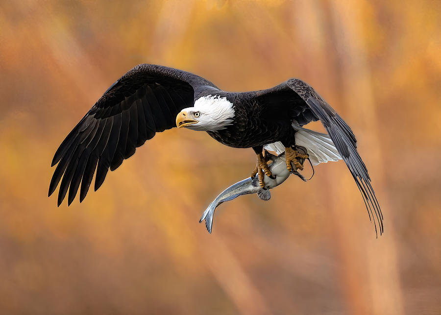 The Eagles Prey In The Fall Photograph by Zeren Gu
