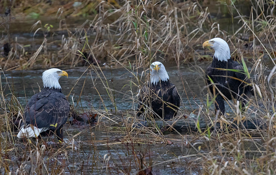 Bald Eagle Photograph - The Eagles by Randy Hall