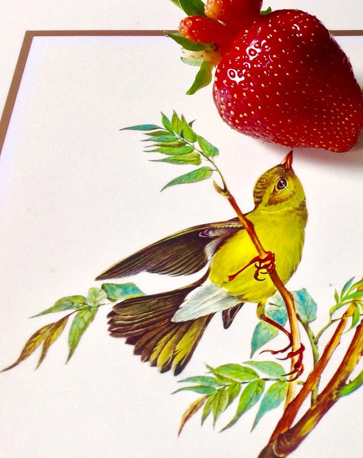 The Early Bird Catches The Strawberry Photograph