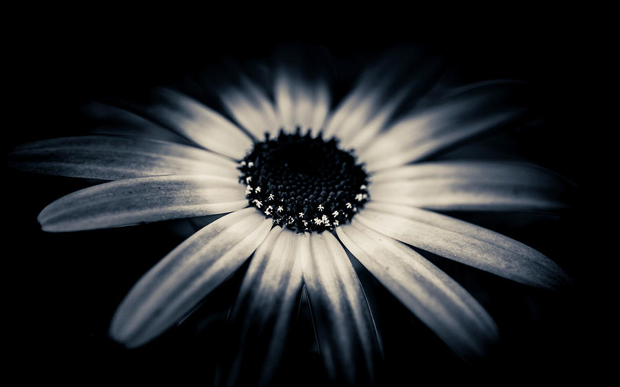 The Early Bloomer by Alan Campbell The Early Bloomer by Alan Campbell