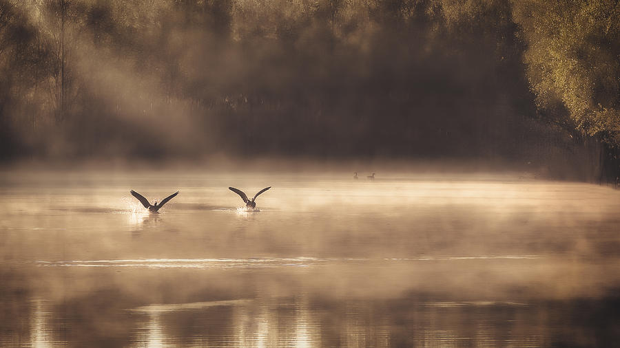 Bird Photograph - The Early Morning Ducks by Peter Dewever