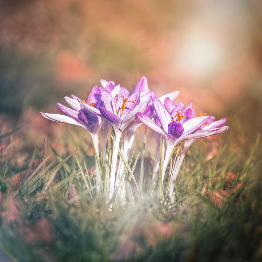 Blooms of Earth Photograph by Jaroslav Buna