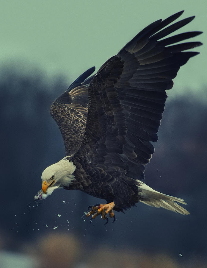 The Eating Face Photograph by Yu Cheng - Fine Art America