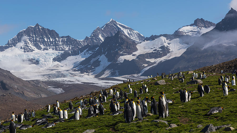 The Eden Of Penguins Photograph by Annie Poreider